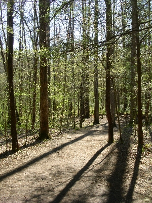 [Peaceful scene with trees and tree trunk shadows.]